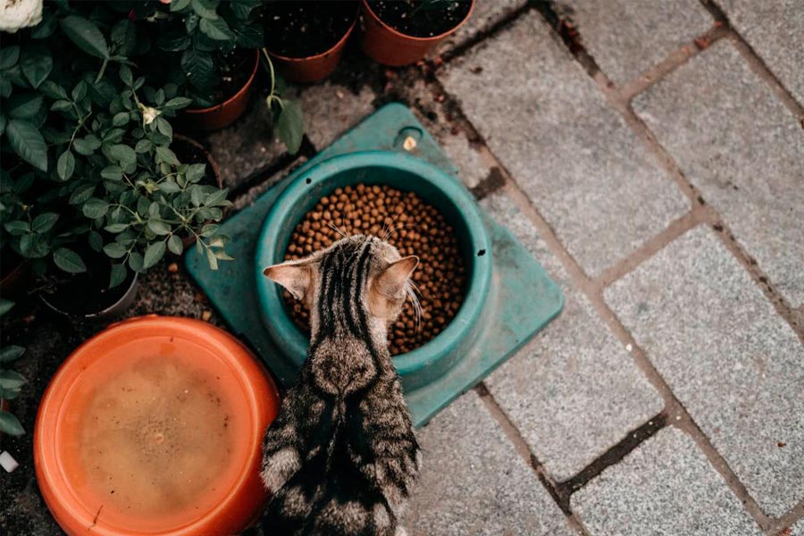 Cosa cercare nei croccantini per gatti: ingredienti e nutrienti essenziali